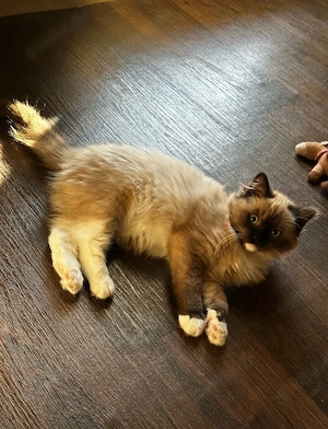 Süße Reinrassige Ragdollkatze 