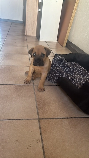 Cane Corso Hündin sucht ein nettes zuhause 