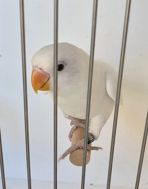 Pfirsichköpfchen 