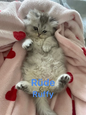 Süße Reinrassige Blh kitten