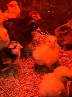 Hühner Kücken als futter tiere 