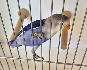 Pfirsichköpfchen 