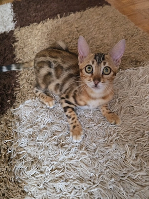Bengal Kitten W. Stammbaum abgabebereit Eltern 10 Tests Kitten