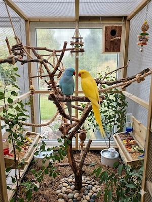 Halsbandsittiche 