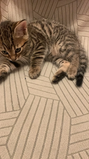 Bengal Kitten Mix Katzenbabys 