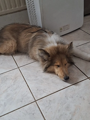 Collie Welpe