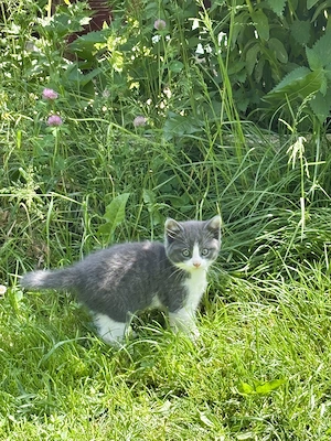 Katzenbabys vom Land - Das Mädchen und der Junge Bild 2 sind  reserviert!