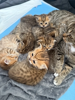 katzen   kitten BKH Mix 