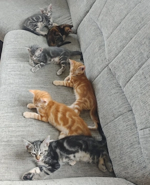 Süße Kitten in liebevolle Hände anzugeben 