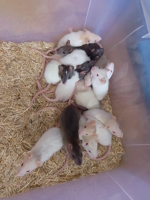 Suße Farbratten Babys