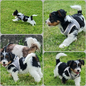 Yorkshire-terrier 