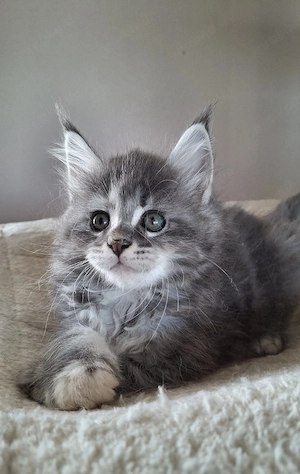 Maine Coon 