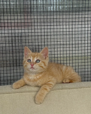 Zuckersüße Katzen Babys