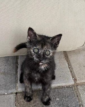 Zuckersüße Katzen Babys