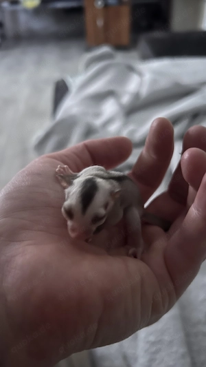 Sugar Glider Family