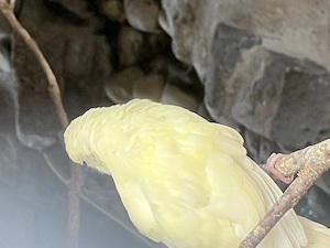 Ziegensittiche