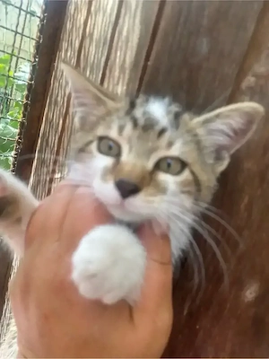 Mischkatzen 