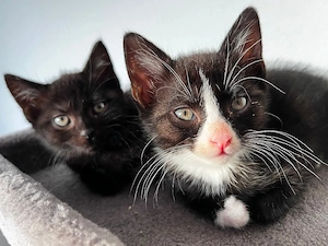 Katzen Babys mit Suchtpotenzial