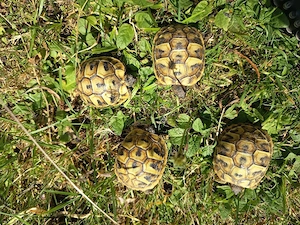Griechische Landschildkröten 