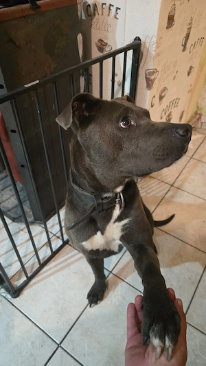 Treuer Hund sucht ein zuhause 
