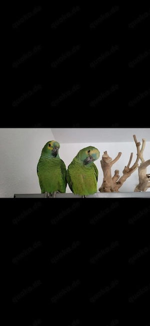 Blaustirnamazonen 2.0