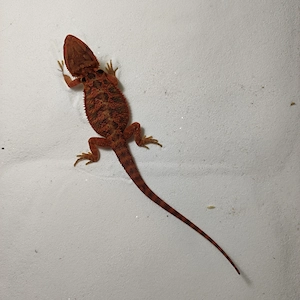 Red Hypo Trans Male 