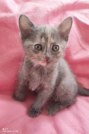 kitten katze weiblich schildpatt sucht