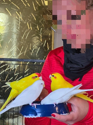 2 handzahme Ziegensittiche und Wellensittiche