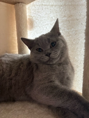 Nur noch ein Kater verfügbar!!!!!!