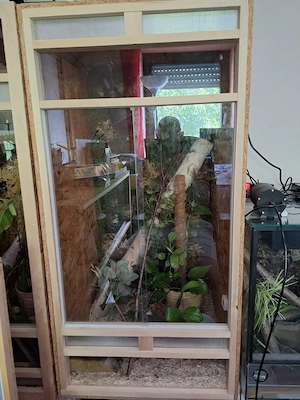 Kornnattern inkl. Terrarien und Zubehör 
