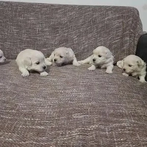 Reinrassige malteser mädchen welpe