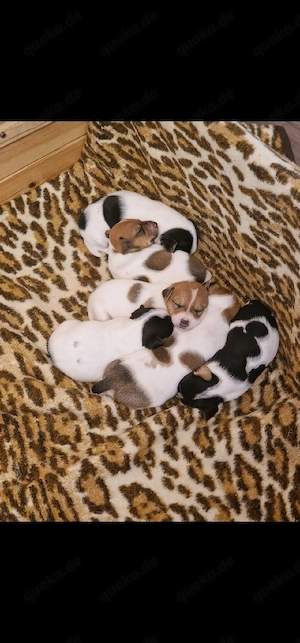 Jack russell terrier