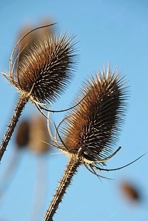 zuchtpaar Vogel 
