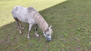 Liebe Ponystute (Schimmel) zu verkaufen
