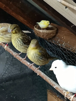 Fife fancy kanarien Vögel 