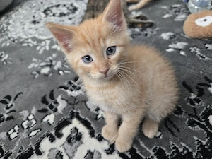 Orange babykater