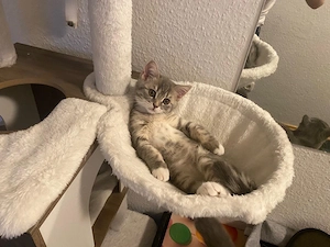 Britisch Kitten