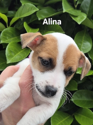 Jack Russell Reinrassig 