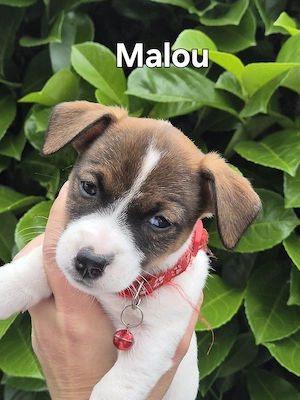 Jack Russell Reinrassig 