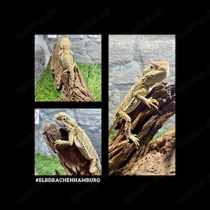 Zwergbartagame Baby (Pogona henrylawsoni)