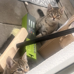 Baby Katzen abgabebereit 