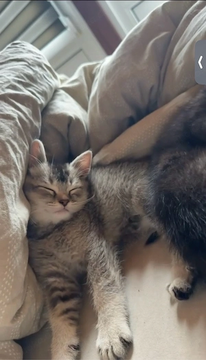 bkh Kitten suchen neues zuhause 