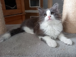norwegische Waldkatzen Kitten 