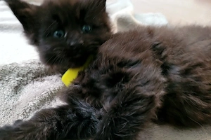 Maine Coon Kitten Katzenbaby black-tabby Kater Katze