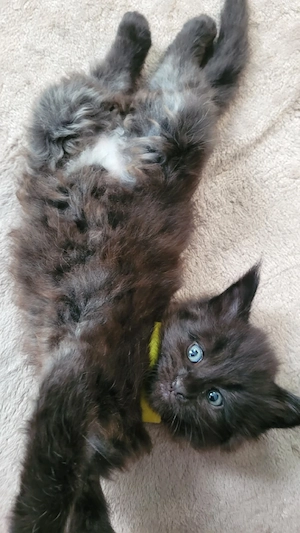 Maine Coon Kitten black Katze Kater Katzenbaby