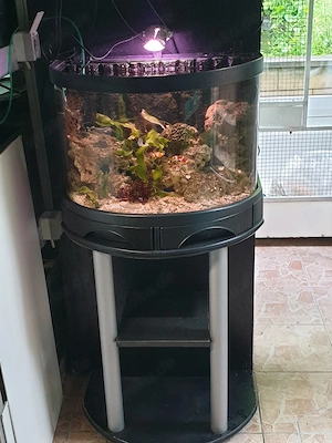 Meerwasser  Nanoaquarium
