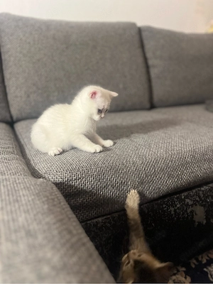 Britisch Kurzhaar Kitten suchen ihr Für-immer-Zuhause   
