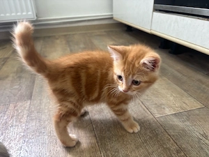 Mischlingskitten
