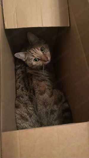 Hauskatze Katze