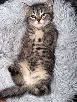 ragdoll  kätzchen 